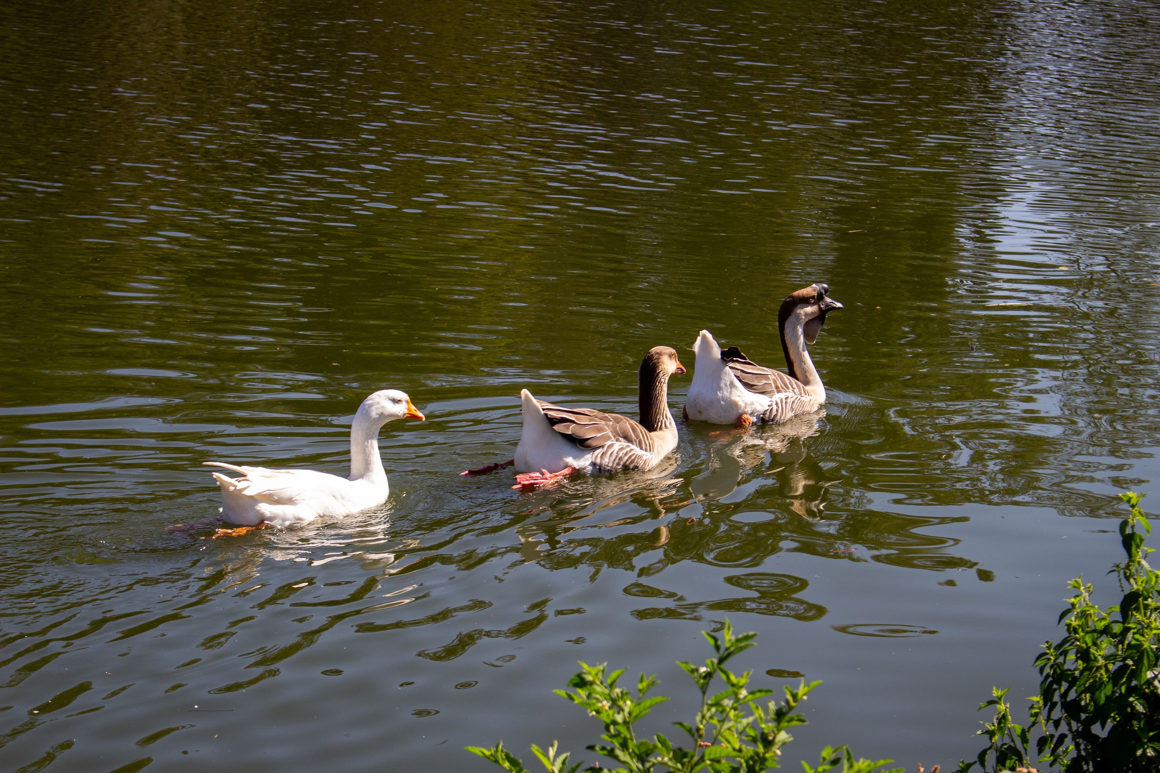 Preservação Ambiental no Parque Ibirapuera: Cuidando da Fauna